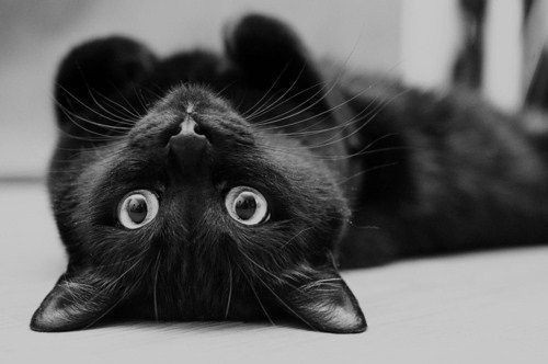 ผลการค้นหารูปภาพสำหรับ black cat cute